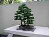 bonsai32.jpg